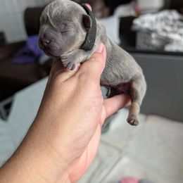 Coral - Blue female French Bulldog puppy in Springfield, Illinois from Paws n Claws Frenchies