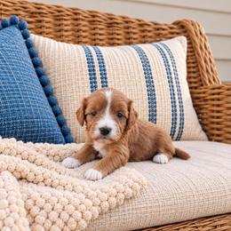Cinnamon - Red female Cavapoo puppy in Floyd, Virginia from Hearts and Paws Poodles and Doodles