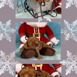 Flare - Ruby male Cavalier King Charles Spaniel puppy in De Pere, Wisconsin from Rose Garden Kennels