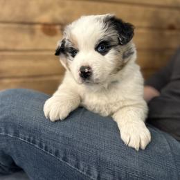Boy 4 - Blue merle male Australian Shepherd puppy in Hartville, Missouri from Stamper K9’s