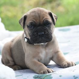 Goldie - Fawn female Bullmastiff puppy in Chickasha, Oklahoma from Rustic Lace