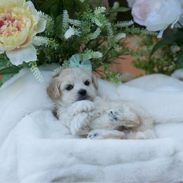Pina colada - Cream female Maltipoo puppy in Deming, Washington from Heavenly Puppies to Love