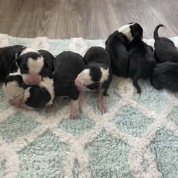 Bernedoodle and Border Collie Puppies from Joni Gibson's Bernedoodles