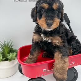 Blue Collar - Phantom male Bernedoodle puppy in Camden, North Carolina from Luv My Doodle