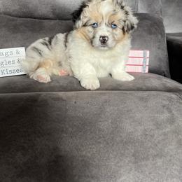 Stetson - Blue merle and white male American Corgi puppy in Stuart, Iowa from Johnson Family Paws