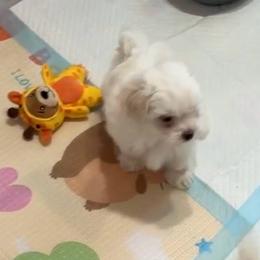 Blooming Bright Elio MFK AKA Leo - White male Maltese puppy in Calhan, Colorado from Millennium Falcon Kennels