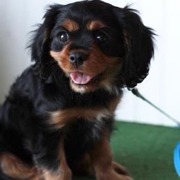 Cavalier King Charles Spaniel puppies from North Texas Puppies