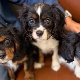 Lily - Tri-color female Cavalier King Charles Spaniel puppy in Cleveland, Georgia from Cavalier Country Farm