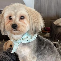 Morkies from Wardco Kennel