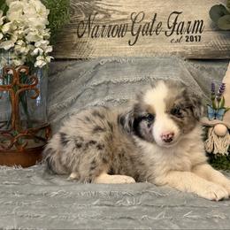 Levi - White and blue merle male Border Collie puppy in Moody, Texas from Narrow Gate Farm