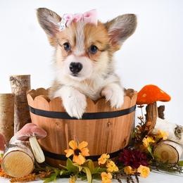 Kenzie (prev. Juniper) - Red female Pembroke Welsh Corgi puppy in San Antonio, Texas from Moxxi's Legacy Corgis