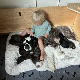 Labrador Retriever and Portuguese Water Dog Puppies from Hilltop Portuguese Water Dogs
