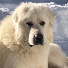 Colorado Mountain Dogs from Tereo Ranch