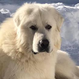Colorado Mountain Dogs from Tereo Ranch