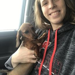 Dachshund Puppies from Mahzian Miniature Dachshunds