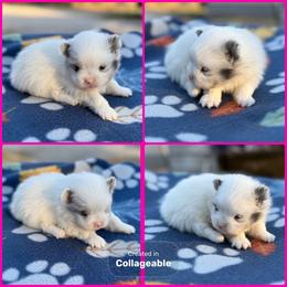 Blue Merle Parti - Blue merle female Pomeranian puppy in Harrah, Oklahoma from Sunshines Pomeranians & Cavapoos