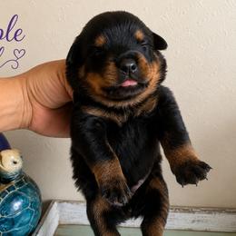 Purple girl - Black and mahogany female Rottweiler puppy in Lake City, Florida from Haus Der Wut Kennels
