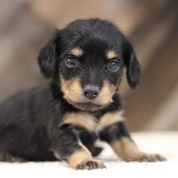 Zola - Black and cream female Dachshund puppy in Alto, Texas from Prima Dachshunds