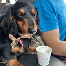 Zoey - Black and tan female Dachshund puppy in Rocky Mount, Virginia from Southern Ridge Kennels
