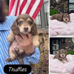 Truffles - Chocolate and cream female Dachshund puppy in Warrior, Alabama from Bountiful Dachshunds