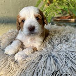 Max - Apricot male Australian Labradoodle puppy in Morgan Hill, California from Loving Labradoodles