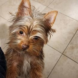 Mr. Lucky - Chocolate and tan male Yorkshire Terrier puppy in Citrus Heights, California from Bortolin Little Angles