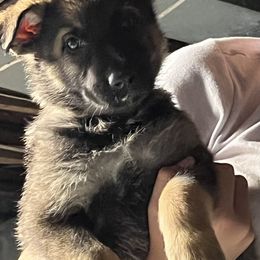 German Shepherd Puppies from High Tide German Shepherds