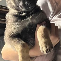 German Shepherd Puppies from High Tide German Shepherds