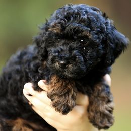 Poodle Puppies from Emerald Mini Poodles