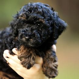 Poodle Puppies from Emerald Mini Poodles