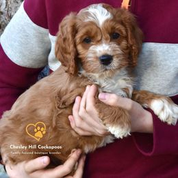 Cockapoo Puppies from Chesley Hill Cockapoos
