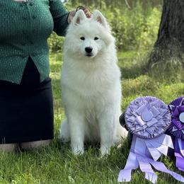 Australian Shepherds and Samoyeds from SnowBlitz Samoyeds and CoralBlitz Aussies