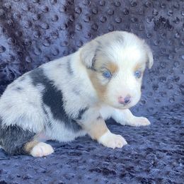Boy 2 - Miniature Australian Shepherd puppy in Paris, Texas from Kuttin’ Up Mini Aussies