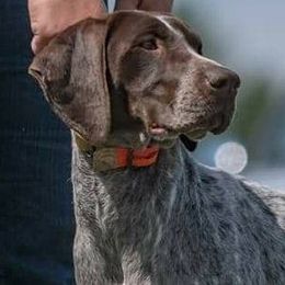 German Shorthaired Pointers from Agape Kennels