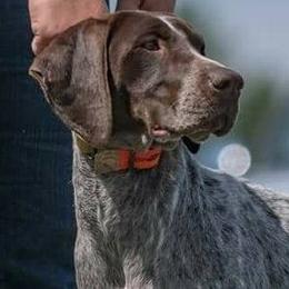 German Shorthaired Pointers from Agape Kennels