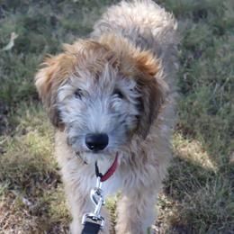 Teddy - Wheaten male Whoodle puppy in Smallett, Missouri from Leshas Whoodles
