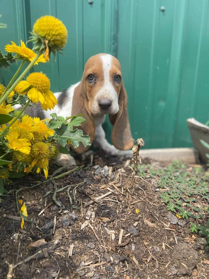 J&J Beautiful Basset Hounds in Iowa Basset Hound puppies Good Dog