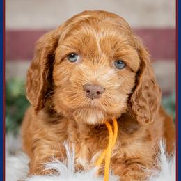 Cannon - Red male Cockapoo puppy in Connersville, Indiana from Deaz Doodle Ranch
