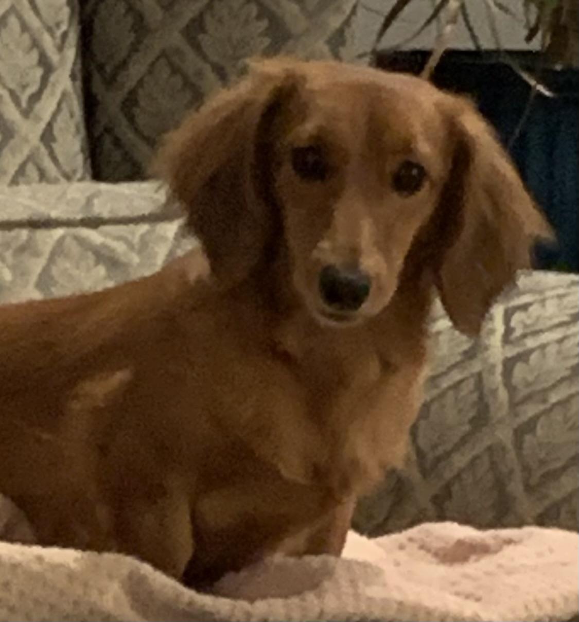 Heidi