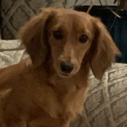 Heidi - Dachshund
