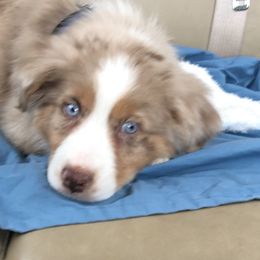 Australian Shepherd Puppies from Peacock’s Pride Australian Shepherds