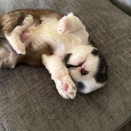 Shih Tzu Puppies from Niepoetter Shih Tzus
