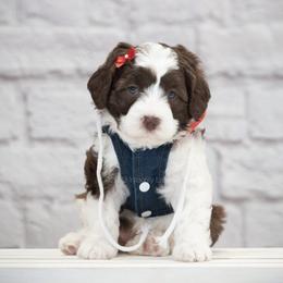 Australian Labradoodle Puppies from Integrity Labradoodles