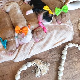 Bernedoodle and Goldendoodle Puppies from Hello Doodle Ranch