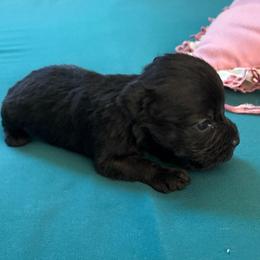 Tiny - Black male Miniature Schnauzer puppy in Huron, Tennessee from Wilma's Paw-Paw Patch
