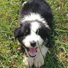 Australian Shepherds from Kendra Phillips