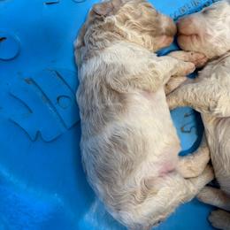 Girl 1 - Parti female Goldendoodle puppy in Lumberton, Texas from Southeast Texas Goldendoodles