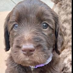 Double Doodles from Belle & Blu Double Doodle Pack