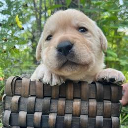 Toast - Yellow male Labrador Retriever puppy in Cleveland, Ohio from Brookside Labrador Retrievers