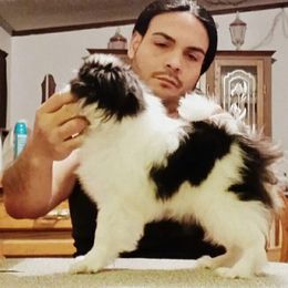 Japanese Chin Puppies from Mystike Japanese Chin